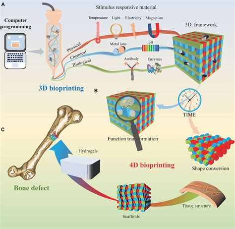  Resorbable Hydrogel: Uma Revolução na Engenharia de Tecidos para Próteses Personalizadas!